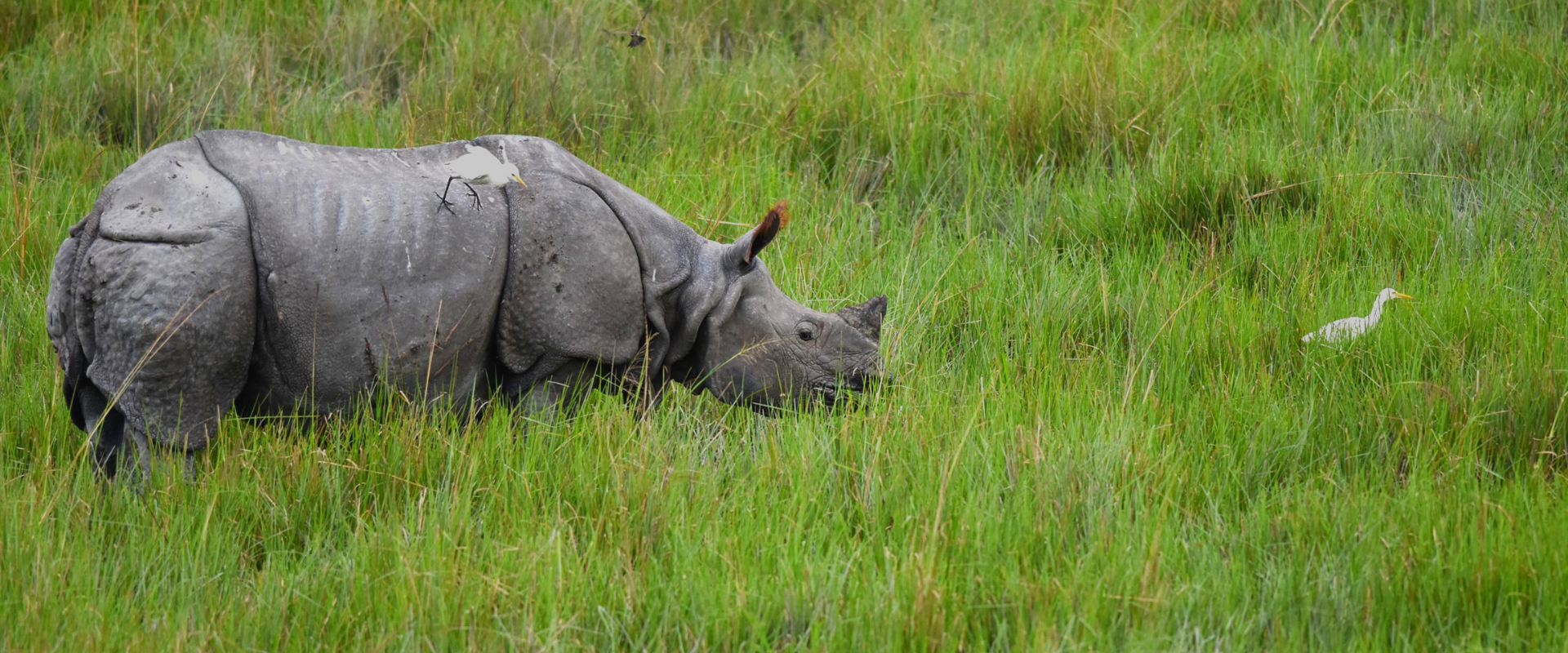 Chitwan Jungle Safari